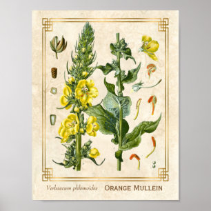 Poster Herbe florale Vintage Orange Mullein Botanique