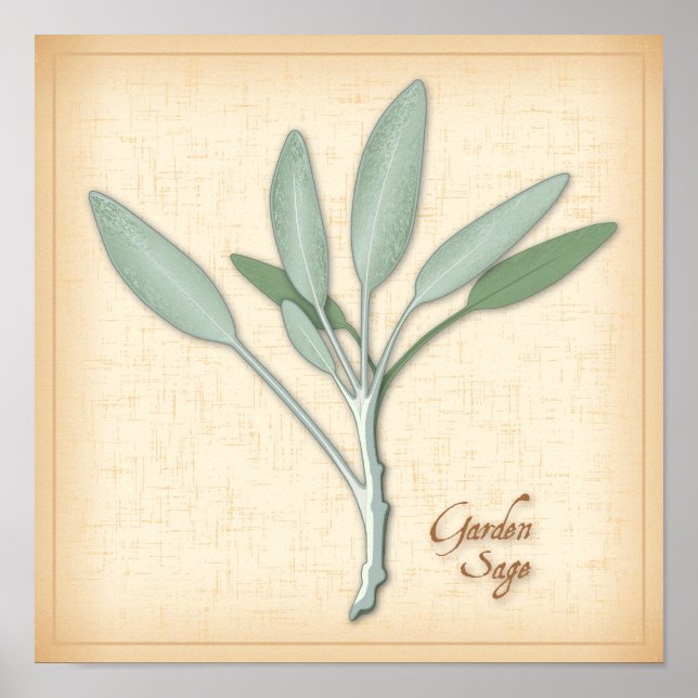 Poster Herbe Garden Sage (Devant)