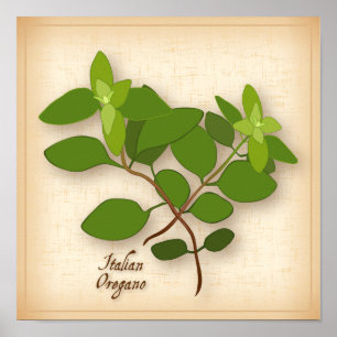 Poster Herbe italienne Oregano