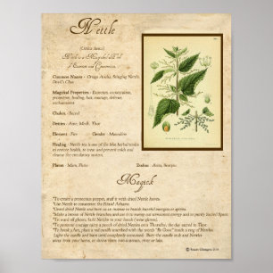 POSTER HERBE MAGICK NETTLE