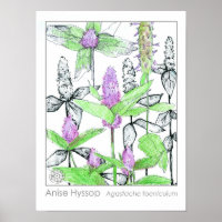 Herbe médicinale d'anise Hyssop Purple Fleurs
