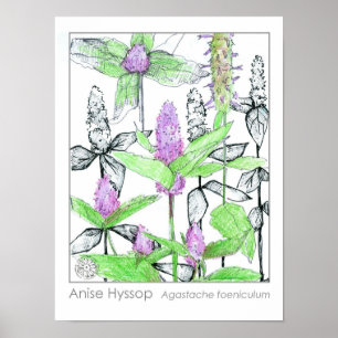 Poster Herbe médicinale d'anise Hyssop Purple Fleurs