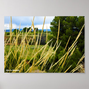 Poster Herbe sauvage de campagne