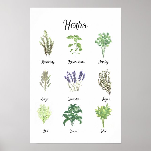 Poster Herbes Aquarelle Sage Thyme Rosemary Cuisine (Devant)