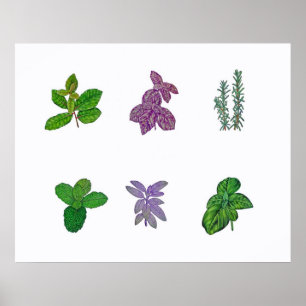 Poster Herbes dans la couleur pour aquarelle