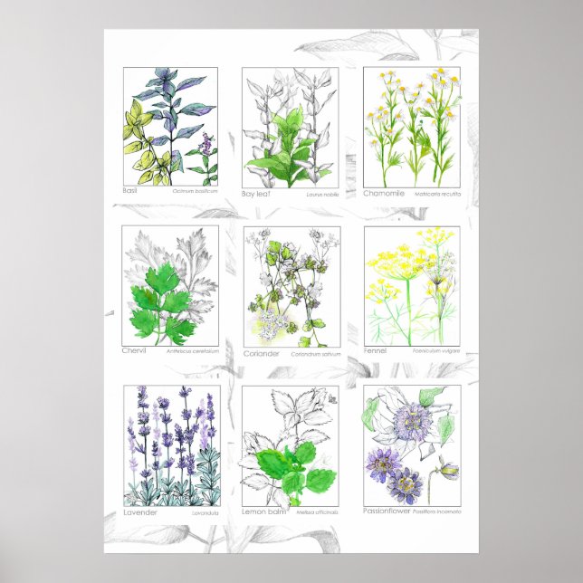Poster Herbes de cuisine Plantes médicinaux de l'art bota (Devant)
