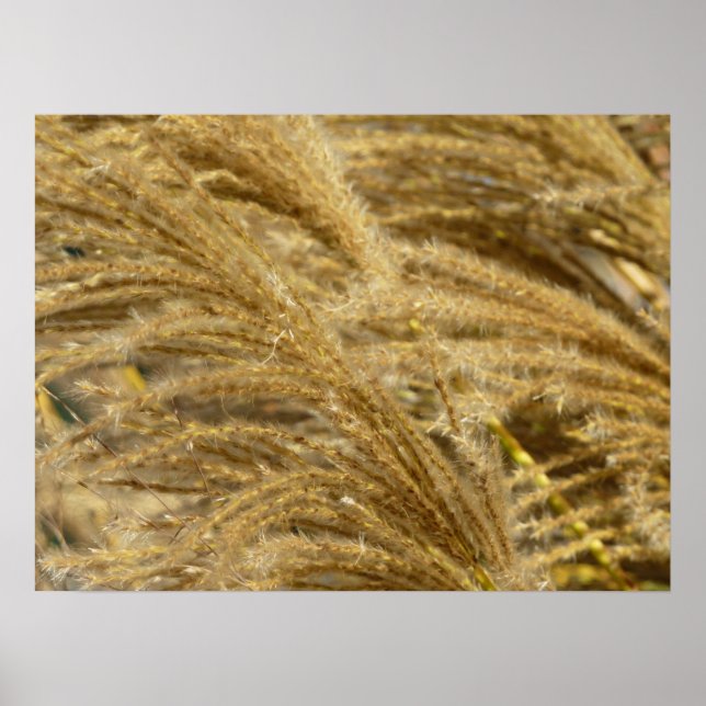 Poster Herbes décoratives en automne (Devant)