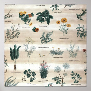 Poster Herbes Fleurs Plantes