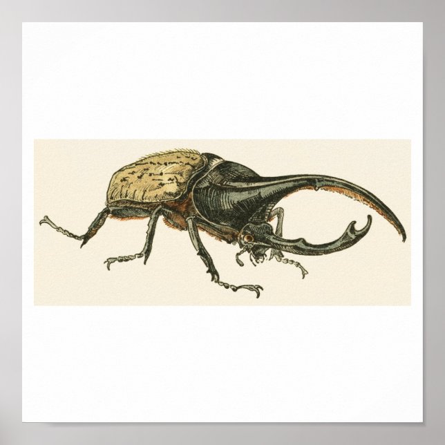 Poster Hercules Beetle (Devant)