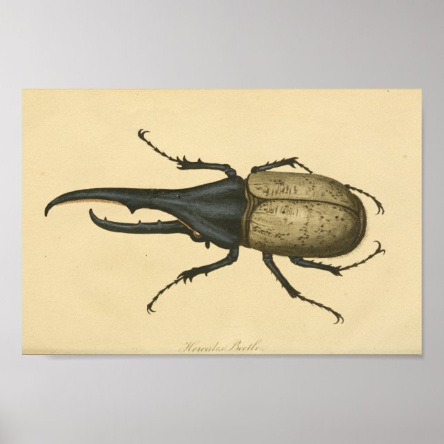 Poster Hercules vintage Beetle Histoire naturelle Imprime (Devant)