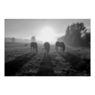 Poster Herd de Cheval au lever du soleil, Equine B&W Phot