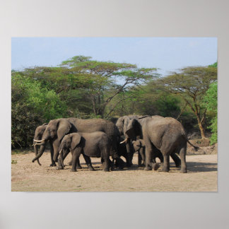 Poster Herd d'Eléphants