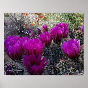 Poster Hérisson Cactus Fleurs magenta Arizona Sud-ouest