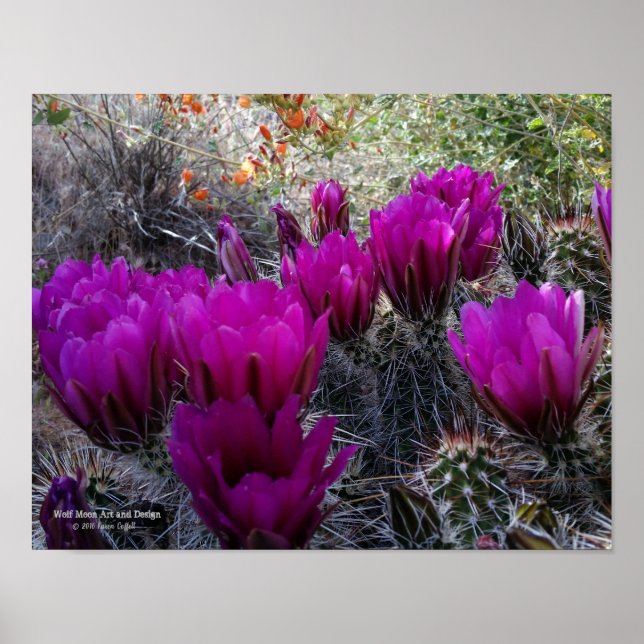 Poster Hérisson Cactus Fleurs magenta Arizona Sud-ouest (Devant)