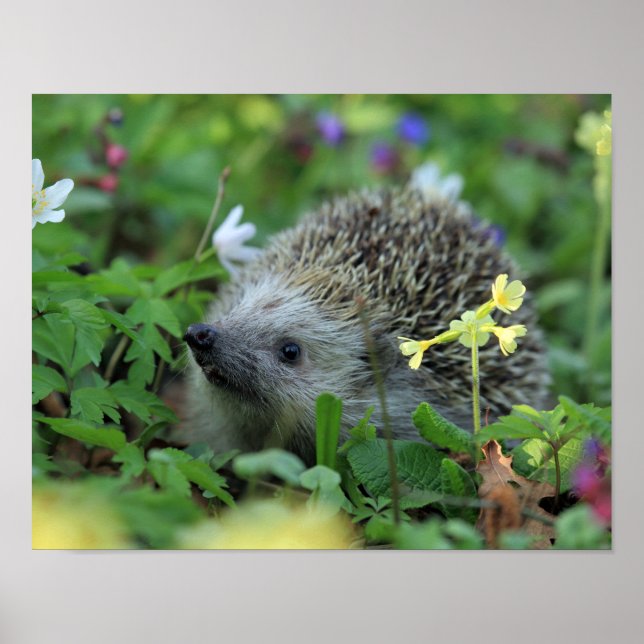 Poster Hérisson dans les fleurs des bois (Devant)