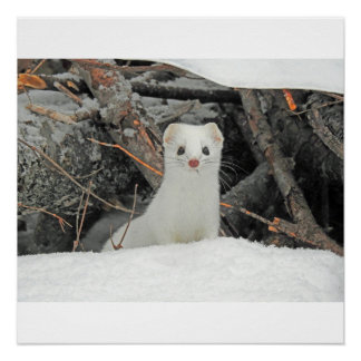 Poster Hermine Blanche