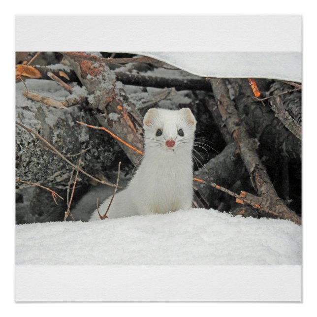 Poster Hermine Blanche (Devant)