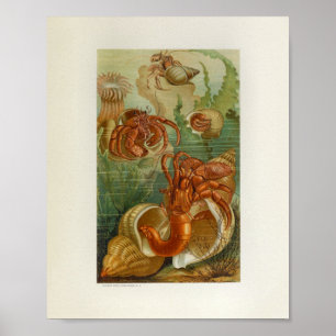 Poster Hermit Crab Sea Anemone Marine Life Imprimer