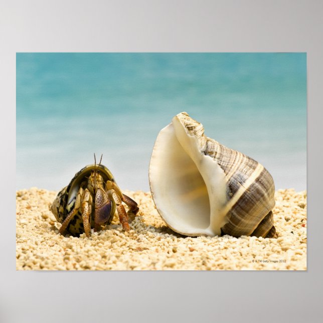 Poster Hermite crabe regardant une coquille plus grande (Devant)