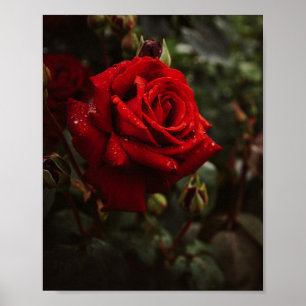 Poster hermoso Póster de rosas rojas