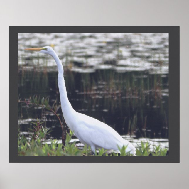 Poster Heron (Devant)