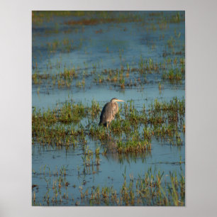 Poster Heron 6937
