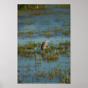 Poster Heron 6937