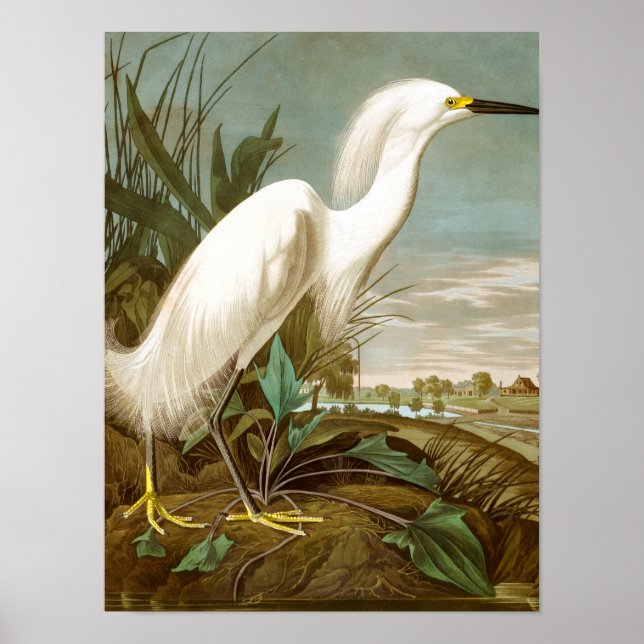 Poster Héron blanc par John James Audubon (Devant)