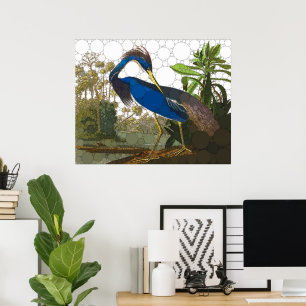 Poster Héron bleu de Louisiane par John James Audubon