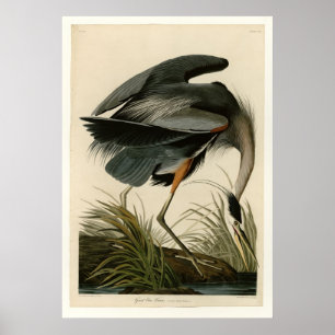 Poster Héron de grand bleu