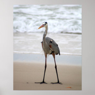 Poster Heron debout sur la plage couleur verticale 16x20
