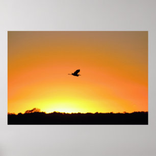 Poster Heron Flying at Sunset Photo