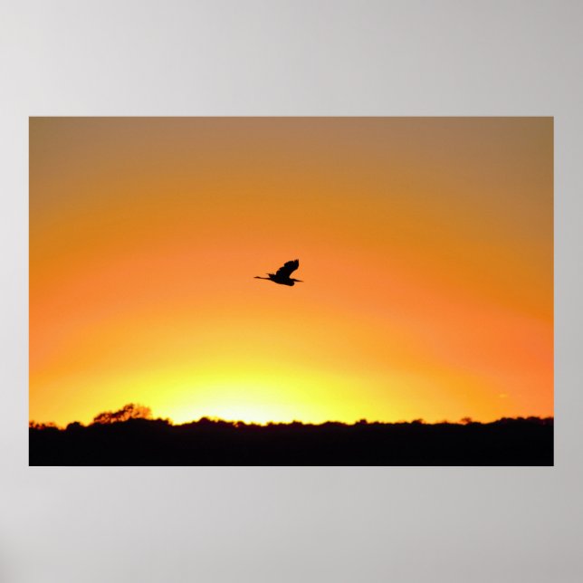 Poster Heron Flying at Sunset Photo (Devant)