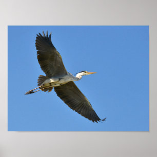 Poster Heron gris en vol