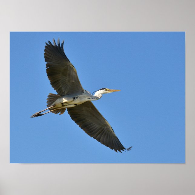 Poster Heron gris en vol (Devant)