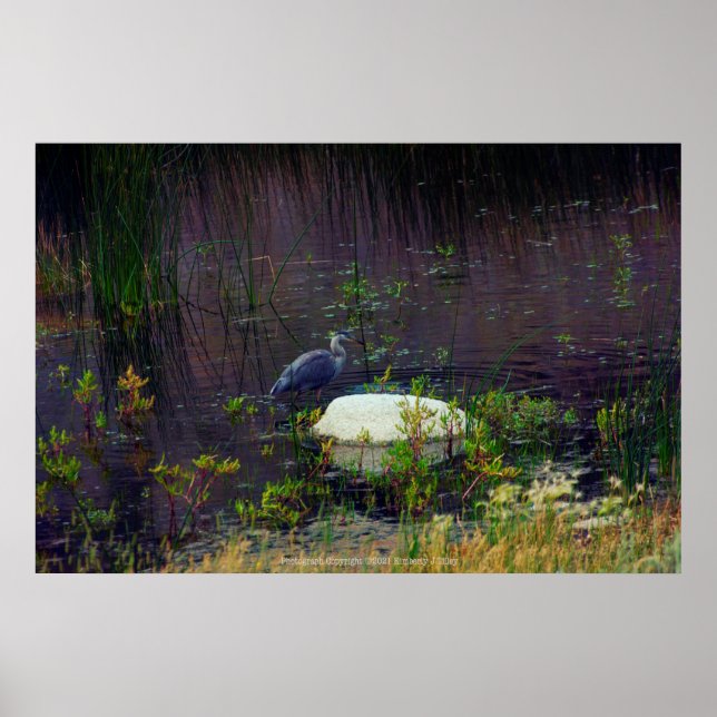 Poster Heron P6987 (Devant)