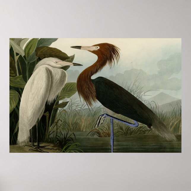 Poster Heron pourpre (Devant)