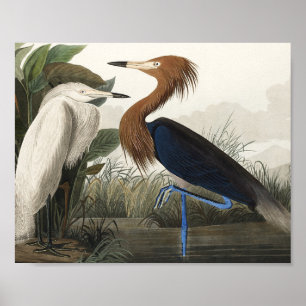 Poster Heron pourpre des oiseaux d'Amérique