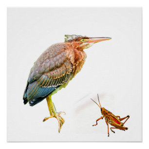 Poster Heron vert et sauterelle