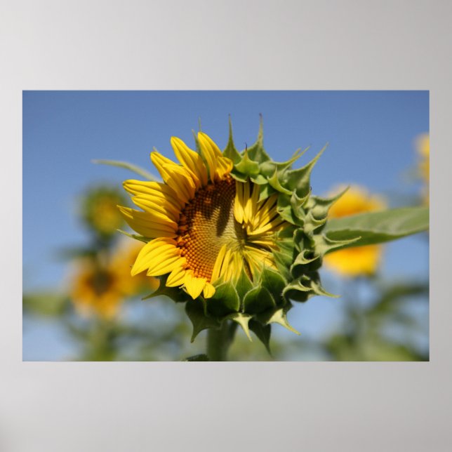 Poster Hésitant (Devant)