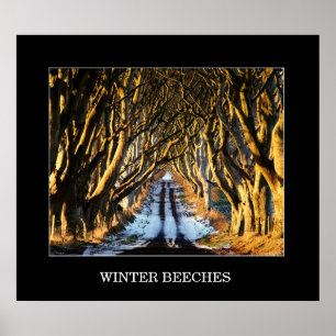 Poster Hêtres d'hiver