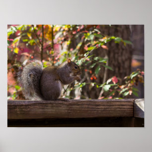 Poster Heure des écureuils