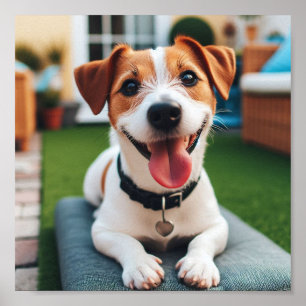 Poster heureux et souriant Jack Russell Terrier