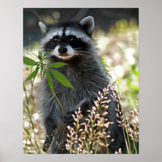 POSTER HEUREUX RACCOON