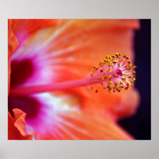 Poster Hibiscus