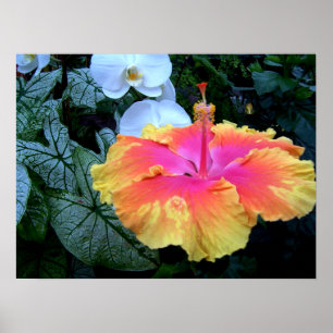 Poster hibiscus