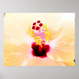 Poster hibiscus