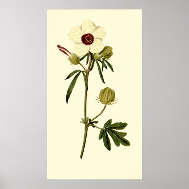 Poster Hibiscus à échelle, Mallow de Venise (Devant)