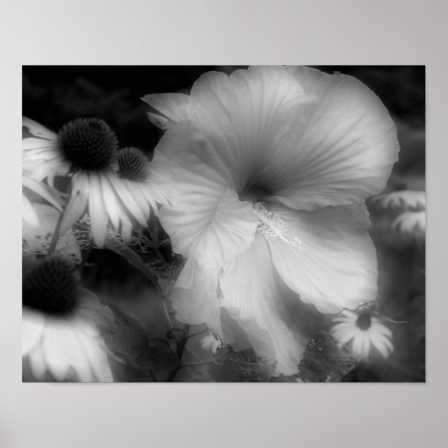 Poster Hibiscus Fleur Haut Contraste Noir Et Blanc (Devant)