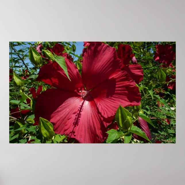 Poster Hibiscus Flower and Blue Sky (Devant)